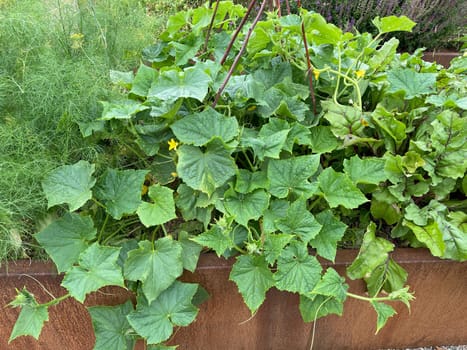 Raised bed is a vegetable or herb bed made of wood,for example,which is easily accessible and can be ordered by people without bending down. Raised bed is a vegetable or herb bed made of e.g. Wood,which is easily accessible and can be ordered by people without having to bend down.