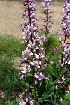 Diptam,Dictamnus Albus,is an important medicinal plant with pink flowers and is used in medicine. Diptam,Dictamnus albus,is an important medicinal plant with pink flowers and is used in medicine.