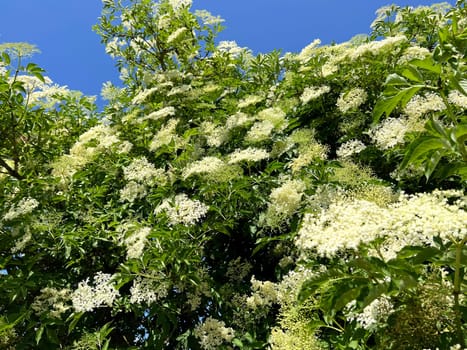 Elderberry,Sambucus,nigra is a wild and medicinal plant with white flowers and black berries. Elder,Sambucus,nigra is a wild and medicinal plant with white flowers and black berries.