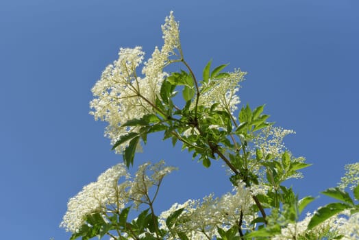 Elderberry,Sambucus,nigra is a wild and medicinal plant with white flowers and black berries. Elder,Sambucus,nigra is a wild and medicinal plant with white flowers and black berries.