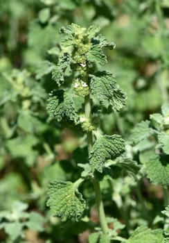 Horehorn,marrubium vulgare,is a perennial with white flowers. It is an important medicinal plant and is used in medicine. Horehound,marrubium vulgare,is a perennial with white flowers. It is an important medicinal plant and is used in medicine.