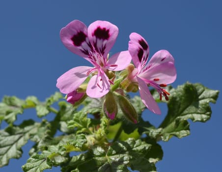 Oak leaf pelargonium,pelargonium,quercifolium,is a fragrant geranium that is used as a pot and balcony flower. Oak leaf pelargonium,Pelargonium,quercifolium,is a scented geranium that is used as a pot and balcony flower