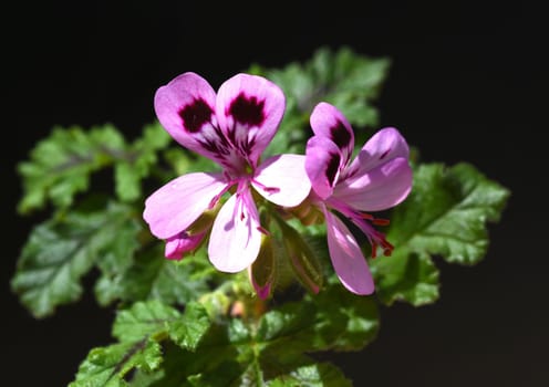 Oak leaf pelargonium,pelargonium,quercifolium,is a fragrant geranium that is used as a pot and balcony flower. Oak leaf pelargonium,Pelargonium,quercifolium,is a scented geranium that is used as a pot and balcony flower