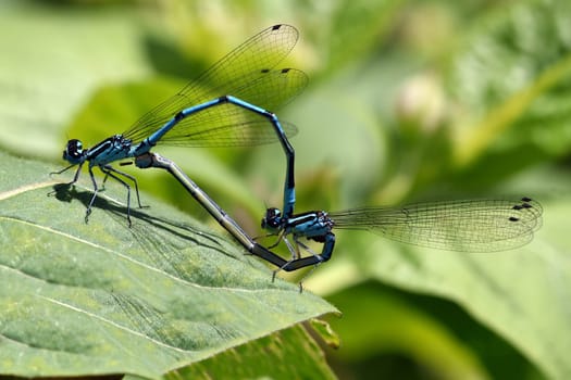 Horseshoe damselfly,Coenagrion puella,is the second most common dragonfly species in Bavaria,with optimal water conditions several hundred animals can be observed at the same time. The horseshoe azure damsel,Coenagrion puella,is the second most common dragonfly species in Bavaria  under optimal water conditions,several hundred animals can be observed at the same time.
