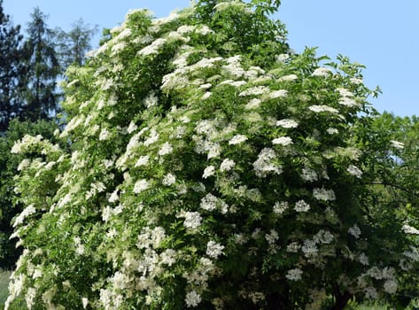 Elderberry,Sambucus,nigra is a wild and medicinal plant with white flowers and black berries. Elder,Sambucus,nigra is a wild and medicinal plant with white flowers and black berries.