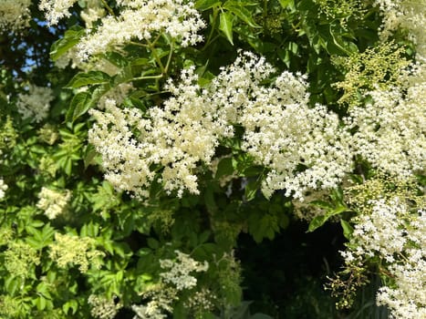 Elderberry,Sambucus,nigra is a wild and medicinal plant with white flowers and black berries. Elder,Sambucus,nigra is a wild and medicinal plant with white flowers and black berries.