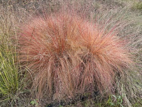 Grasses,such as Sporobolus heterolepis,are among the most popular plants in our gardens. Grasses,like Sporobolus heterolepis,are among the most popular plants in our gardens.
