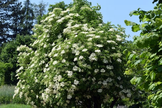 Elderberry,Sambucus,nigra is a wild and medicinal plant with white flowers and black berries. Elder,Sambucus,nigra is a wild and medicinal plant with white flowers and black berries.