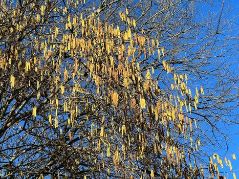 Hazelnut catkins,Corylus avellana,is a native bush or tree species that can cause allergies. Hazelnut catkin,Corylus avellana,is a native bush or tree species that can cause allergies.