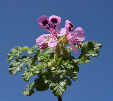 Oak leaf pelargonium,pelargonium,quercifolium,is a fragrant geranium that is used as a pot and balcony flower. Oak leaf pelargonium,Pelargonium,quercifolium,is a scented geranium that is used as a pot and balcony flower