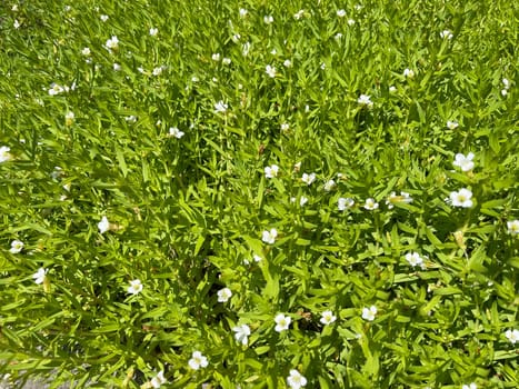 Gratiola,Officinalis is an important medicinal plant with white flowers and is also used in medicine. God's Grace Herb,Gratiola,Officinalis is an important medicinal plant with white flowers and is also used in medicine.