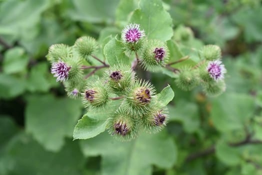 Burdock,arctium,lappa,is an important medicinal plant with purple flowers and is used in medicine. Big burdock,arctium,lappa,is an important medicinal plant with purple flowers and is used in medicine.