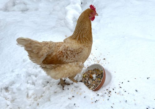 Chickens are egg-laying useful pets. Chickens are egg-laying useful pets
