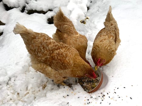 Chickens are egg-laying useful pets. Chickens are egg-laying useful pets