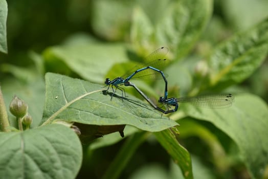 Horseshoe damselfly,Coenagrion puella,is the second most common dragonfly species in Bavaria,with optimal water conditions several hundred animals can be observed at the same time. The horseshoe azure damsel,Coenagrion puella,is the second most common dragonfly species in Bavaria  under optimal water conditions,several hundred animals can be observed at the same time.