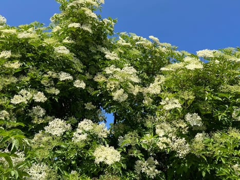 Elderberry,Sambucus,nigra is a wild and medicinal plant with white flowers and black berries. Elder,Sambucus,nigra is a wild and medicinal plant with white flowers and black berries.