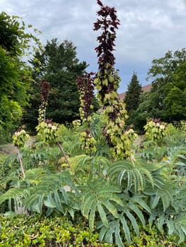 Honey shrub,Melianthus,major,is native to South Africa,where the plants prefer to grow along water bodies and at ruderal sites such as disturbed areas or roadsides. Honeybush,Melianthus,major,comes from South Africa,where the plants prefer to grow along bodies of water and in ruderal locations such as disturbed areas or roadsides.