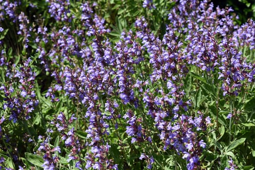 Sage,Salvia officinalis,is an important medicinal plant and a fragrant plant with blue flowers. It is a beautiful perennial and is also used in the kitchen as a condiment. Sage,Salvia officinalis,is an important medicinal plant and a scented plant with blue flowers. It is a beautiful perennial and is also used in the kitchen as a seasoning.