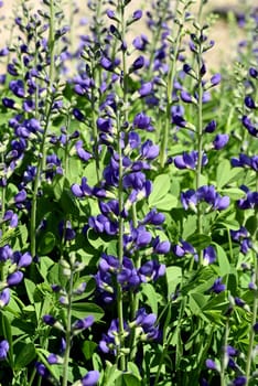 Baptisia tinctoria is an important medicinal plant with blue flowers and is widely used in medicine. It is a perennial and belongs to the Faerber plants. Shell dyer,Baptisia tinctoria,is an important medicinal plant with blue flowers and is widely used in medicine. It is a perennial and belongs to the dyer plants.
