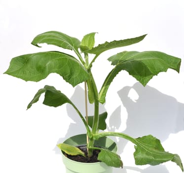 Yacon root,also called Inca root,is a plant from South America and has been used for centuries by the high peoples of the Andes (Incas) as a medicinal and nourishing plant. Yacon root,also known as Inca root,is a plant from South America and has been used as a medicinal and nutrient plant by the high peoples of the Andes (Incas) for centuries