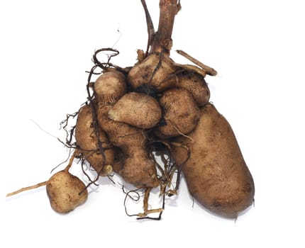 Yacon root,also called Inca root,is a plant from South America and has been used for centuries by the high peoples of the Andes (Incas) as a medicinal and nourishing plant. Yacon root,also known as Inca root,is a plant from South America and has been used as a medicinal and nutrient plant by the high peoples of the Andes (Incas) for centuries