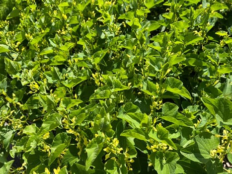 Aristolochia,clematis is a medicinal plant with yellow flowers. Osterlucei,Aristolochia,clematis is a medicinal plant with yellow flowers