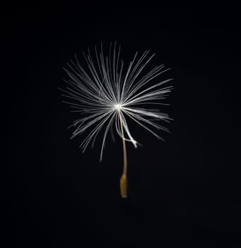 Dandelion,Taraxacum officinale,is a pioneer plant and survival artist that can also thrive on gravel roads. Loewenzahn,Taraxacum officinale as a wall flower,is a pioneer plant and survival artist that can also thrive on gravel roads.