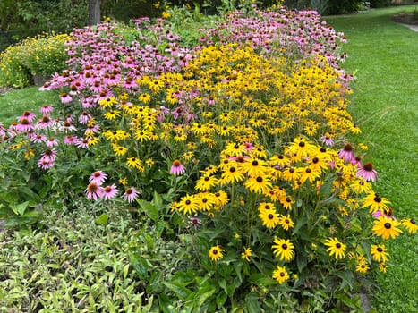 Coneflower,Rudbeckia hirta,is an important medicinal plant and a flower with yellow flowers. It is a beautiful perennial plant and is also used in medicine. Coneflower,Rudbeckia hirta,is an important medicinal plant and a flower with yellow flowers. It is a beautiful perennial plant and is also used in medicine.
