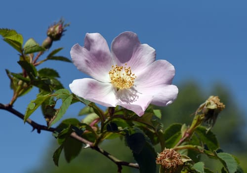 Dog rose,Rosa canina,is an important medicinal plant with pink or white flowers and red fruits in autumn.  It is also used in medicine. Dog rose,Rosa canina,is an important medicinal plant with pink or white flowers and in autumn with red fruit. It is also used in medicine.