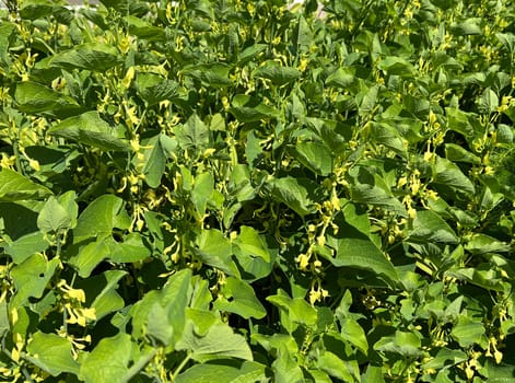 Aristolochia,clematis is a medicinal plant with yellow flowers. Osterlucei,Aristolochia,clematis is a medicinal plant with yellow flowers