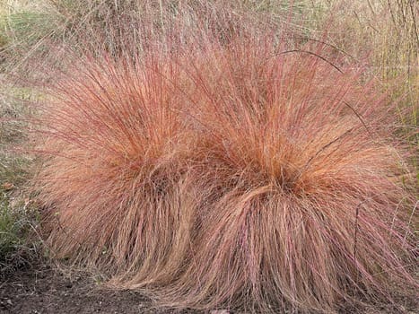 Grasses,such as Sporobolus heterolepis,are among the most popular plants in our gardens. Grasses,like Sporobolus heterolepis,are among the most popular plants in our gardens.