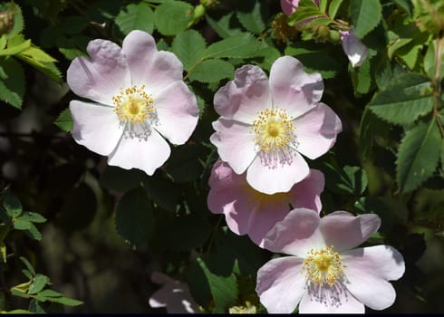 Dog rose,Rosa canina,is an important medicinal plant with pink or white flowers and red fruits in autumn.  It is also used in medicine. Dog rose,Rosa canina,is an important medicinal plant with pink or white flowers and in autumn with red fruit. It is also used in medicine.