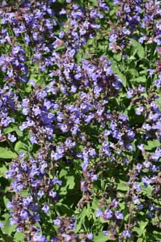Sage,Salvia officinalis,is an important medicinal plant and a fragrant plant with blue flowers. It is a beautiful perennial and is also used in the kitchen as a condiment. Sage,Salvia officinalis,is an important medicinal plant and a scented plant with blue flowers. It is a beautiful perennial and is also used in the kitchen as a seasoning.