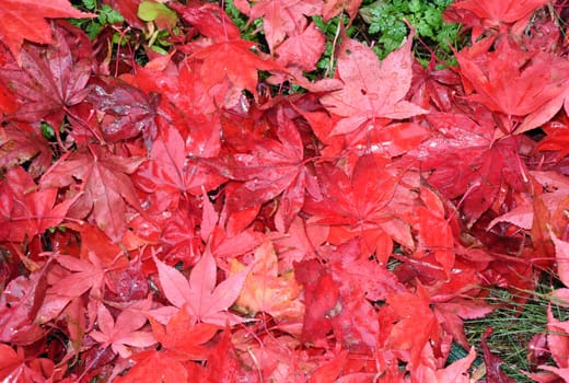 Autumn leaves,autumn impression in the forest with colorful leaves.  Autumn leaves,autumn impression in the forest with colorful leaves
