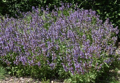 Sage,Salvia officinalis,is an important medicinal plant and a fragrant plant with blue flowers. It is a beautiful perennial and is also used in the kitchen as a condiment. Sage,Salvia officinalis,is an important medicinal plant and a scented plant with blue flowers. It is a beautiful perennial and is also used in the kitchen as a seasoning.