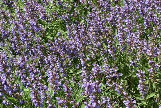 Sage,Salvia officinalis,is an important medicinal plant and a fragrant plant with blue flowers. It is a beautiful perennial and is also used in the kitchen as a condiment. Sage,Salvia officinalis,is an important medicinal plant and a scented plant with blue flowers. It is a beautiful perennial and is also used in the kitchen as a seasoning.