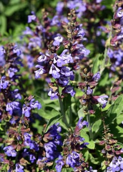 Sage,Salvia officinalis,is an important medicinal plant and a fragrant plant with blue flowers. It is a beautiful perennial and is also used in the kitchen as a condiment. Sage,Salvia officinalis,is an important medicinal plant and a scented plant with blue flowers. It is a beautiful perennial and is also used in the kitchen as a seasoning.