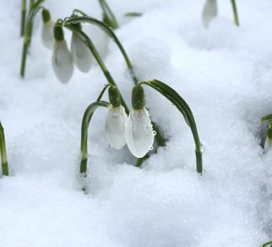 Snowdrop,Galanthus nivalis,is a flower that blooms in winter and is an important medicinal plant. Snowdrop,Galanthus nivalis,is a flower that blooms in winter and is an important medicinal plant.
