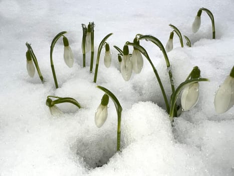 Snowdrop,Galanthus nivalis,is a flower that blooms in winter and is an important medicinal plant. Snowdrop,Galanthus nivalis,is a flower that blooms in winter and is an important medicinal plant.