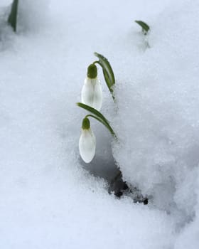 Snowdrop,Galanthus nivalis,is a flower that blooms in winter and is an important medicinal plant. Snowdrop,Galanthus nivalis,is a flower that blooms in winter and is an important medicinal plant.