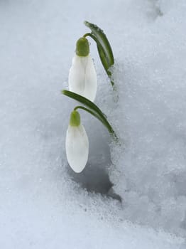 Snowdrop,Galanthus nivalis,is a flower that blooms in winter and is an important medicinal plant. Snowdrop,Galanthus nivalis,is a flower that blooms in winter and is an important medicinal plant.