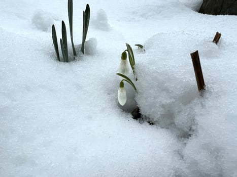 Snowdrop,Galanthus nivalis,is a flower that blooms in winter and is an important medicinal plant. Snowdrop,Galanthus nivalis,is a flower that blooms in winter and is an important medicinal plant.