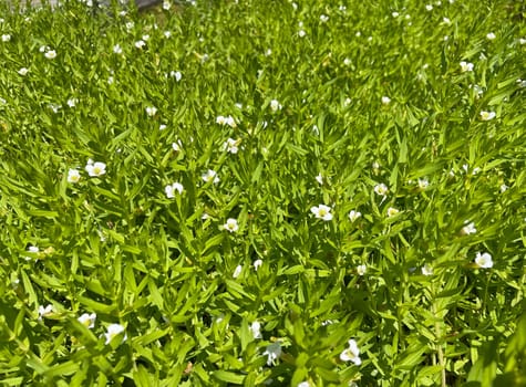 Gratiola,Officinalis is an important medicinal plant with white flowers and is also used in medicine. God's Grace Herb,Gratiola,Officinalis is an important medicinal plant with white flowers and is also used in medicine.