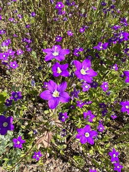 Venus Lady's Mirror,also known as the Great Venus Mirror or the Common Woman's Mirror,is a species of plant in the genus Bluebells. Venus woman's mirror,also known as the large Venus mirror or ordinary woman's mirror,is a plant species from the genus Bellflowers.