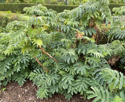 Honey shrub,Melianthus,major,is native to South Africa,where the plants prefer to grow along water bodies and at ruderal sites such as disturbed areas or roadsides. Honeybush,Melianthus,major,comes from South Africa,where the plants prefer to grow along bodies of water and in ruderal locations such as disturbed areas or roadsides.
