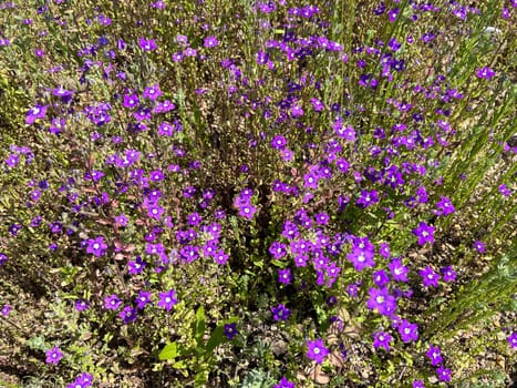 Venus Lady's Mirror,also known as the Great Venus Mirror or the Common Woman's Mirror,is a species of plant in the genus Bluebells. Venus woman's mirror,also known as the large Venus mirror or ordinary woman's mirror,is a plant species from the genus Bellflowers.