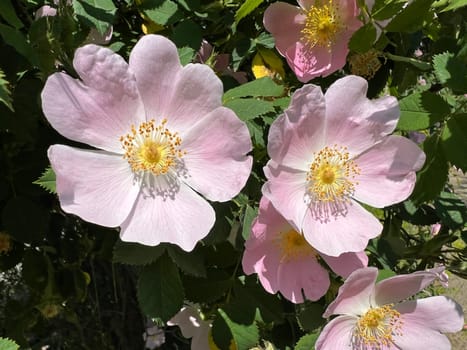 Dog rose,Rosa canina,is an important medicinal plant with pink or white flowers and red fruits in autumn.  It is also used in medicine. Dog rose,Rosa canina,is an important medicinal plant with pink or white flowers and in autumn with red fruit. It is also used in medicine.
