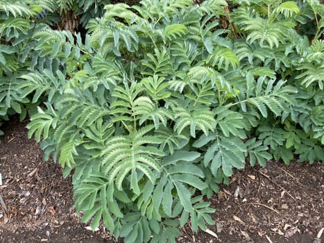 Honey shrub,Melianthus,major,is native to South Africa,where the plants prefer to grow along water bodies and at ruderal sites such as disturbed areas or roadsides. Honeybush,Melianthus,major,comes from South Africa,where the plants prefer to grow along bodies of water and in ruderal locations such as disturbed areas or roadsides.