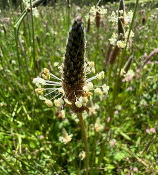 Plantain,Plantago lanceolata,is an important medicinal and medicinal plant with white flowers. Plantain,Plantago lanceolata,is an important medicinal and medicinal plant with white flowers.