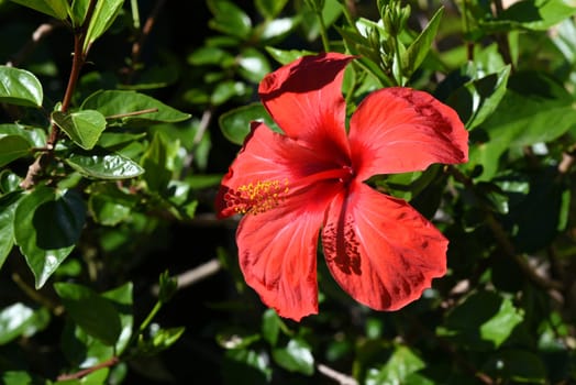 Hibiscus rosa-sinensis,also known as marshmallow,is a medicinal plant and a very decorative plant. Hibiscus rosa-sinensis,also called rosemary,is a medicinal plant and a very ornamental flowering plant.